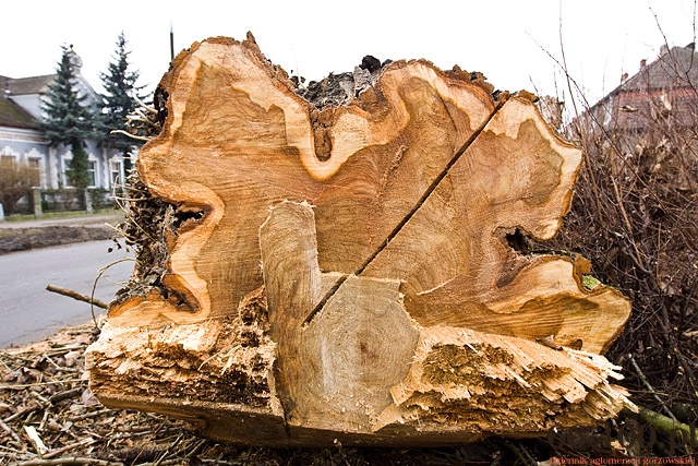 9/13 Gorzów: Wycinka drzew na ul. Kobylogórskiej 