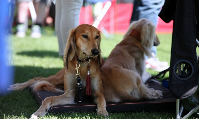 4/14 46. Wystawa Psów Rasowych