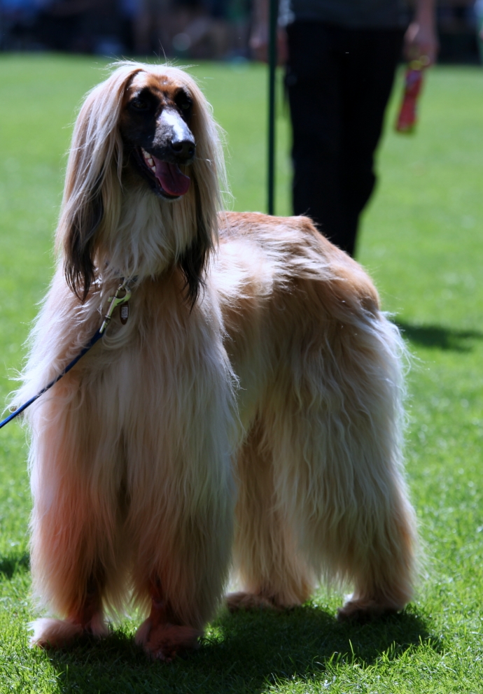 5/14 46. Wystawa Psów Rasowych