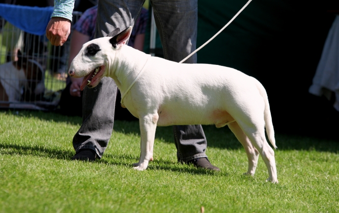 6/14 46. Wystawa Psów Rasowych