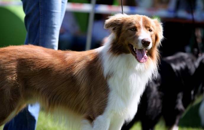 7/14 46. Wystawa Psów Rasowych