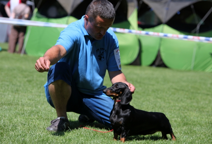 8/14 46. Wystawa Psów Rasowych