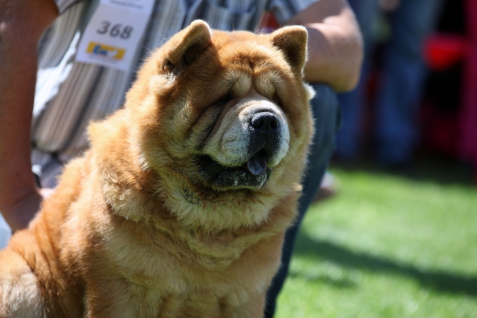 9/14 46. Wystawa Psów Rasowych