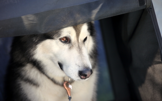 10/14 46. Wystawa Psów Rasowych