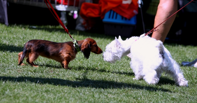 11/14 46. Wystawa Psów Rasowych