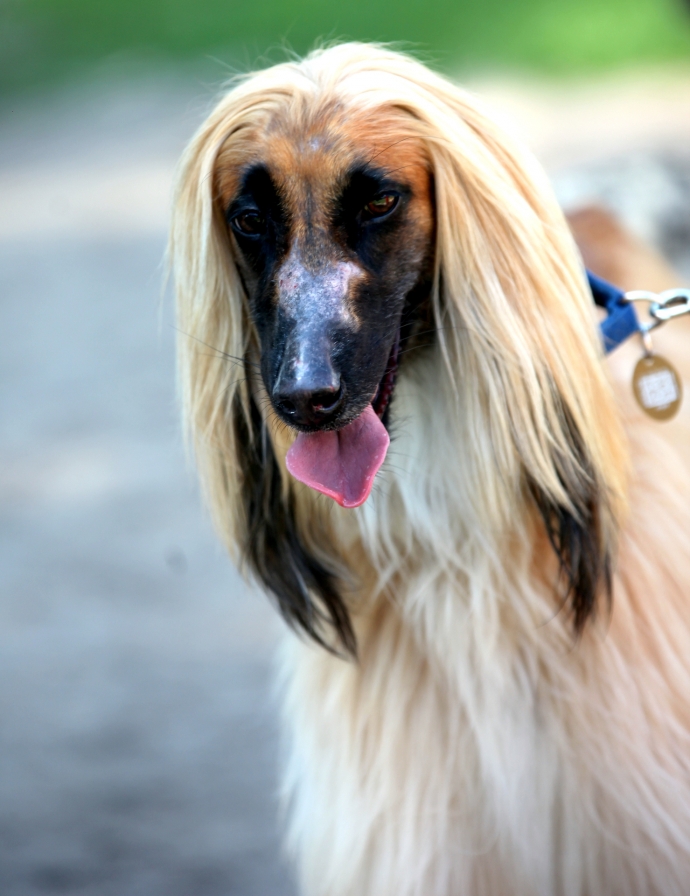 14/14 46. Wystawa Psów Rasowych