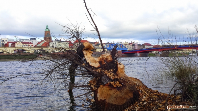 1/8 Bobry pożerają Gorzów