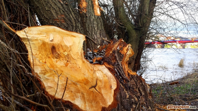 3/8 Bobry pożerają Gorzów