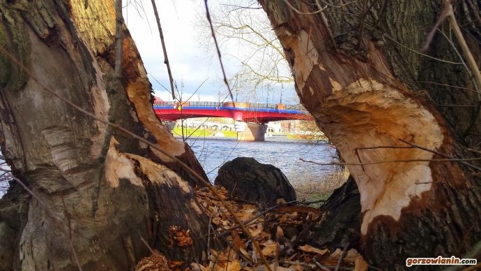 4/8 Bobry pożerają Gorzów