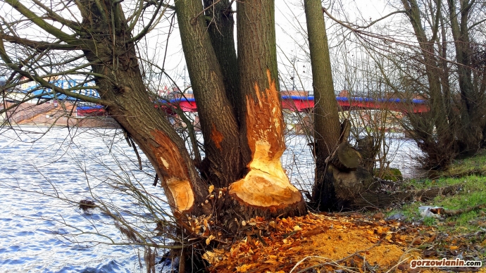 6/8 Bobry pożerają Gorzów