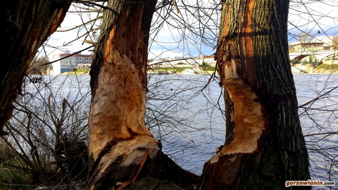 7/8 Bobry pożerają Gorzów