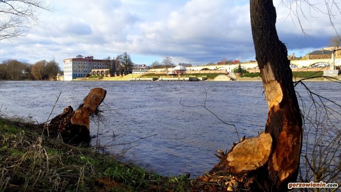 8/8 Bobry pożerają Gorzów