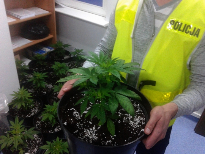 3/8 Uprawa marihuany w podgorzowskiej miejscowości