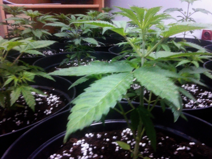 4/8 Uprawa marihuany w podgorzowskiej miejscowości