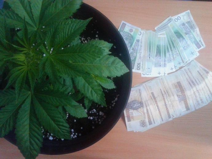 5/8 Uprawa marihuany w podgorzowskiej miejscowości