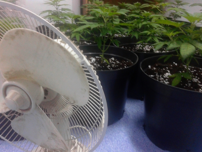 7/8 Uprawa marihuany w podgorzowskiej miejscowości