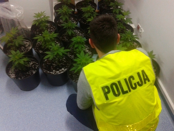 8/8 Uprawa marihuany w podgorzowskiej miejscowości