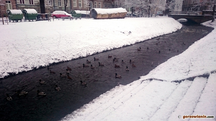 5/12 Zima w Gorzowie