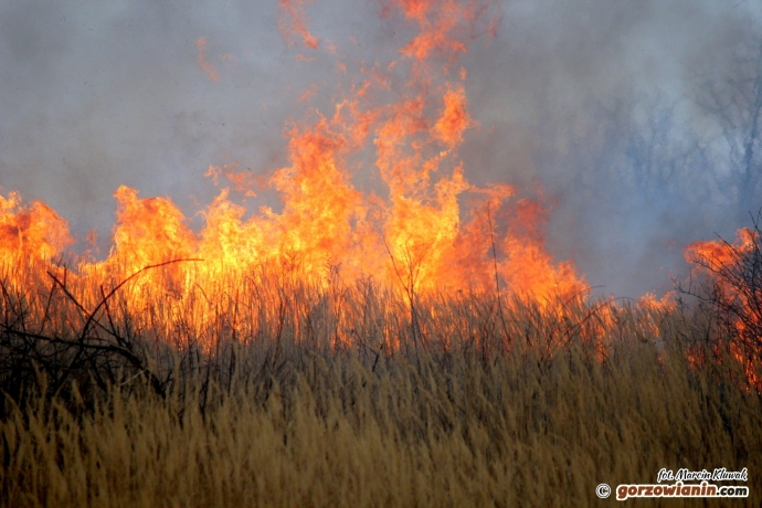 5/5 Strażacy walczą z płonącą trawą