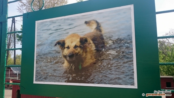 5/7 Niecodzienna wystawa w schronisku