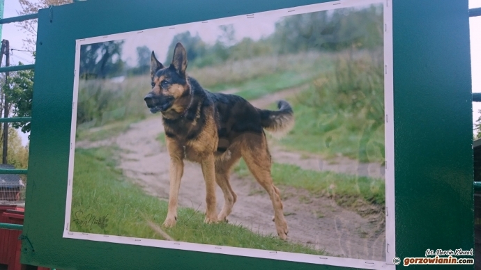 6/7 Niecodzienna wystawa w schronisku