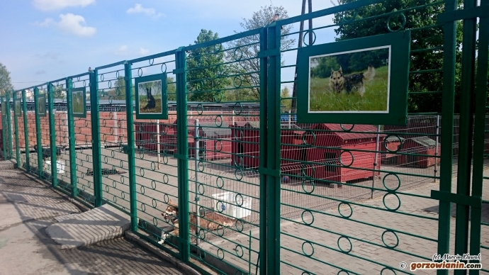 7/7 Niecodzienna wystawa w schronisku