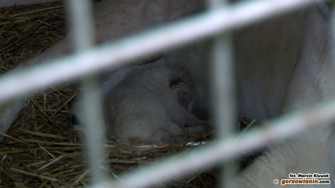 1/5 Nowy mieszkaniec ZOO Safari Świerkocin