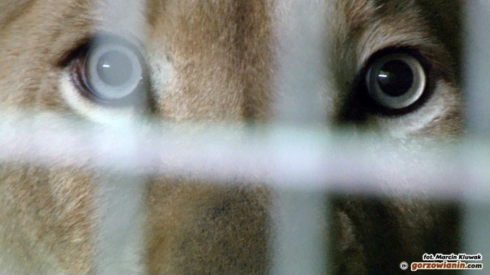 2/5 Nowy mieszkaniec ZOO Safari Świerkocin