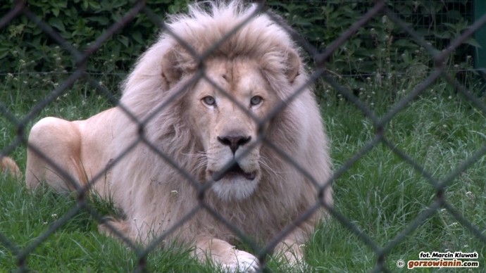 3/5 Nowy mieszkaniec ZOO Safari Świerkocin