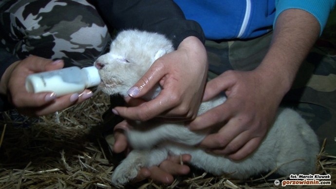 4/5 Nowy mieszkaniec ZOO Safari Świerkocin