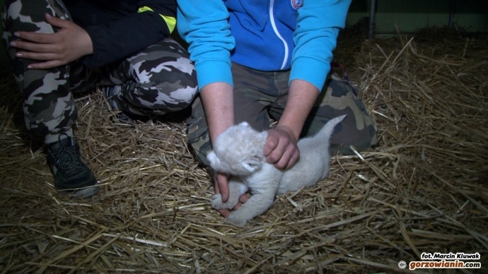5/5 Nowy mieszkaniec ZOO Safari Świerkocin