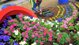 nowe kwiaty w donicach centrum Gorzowa