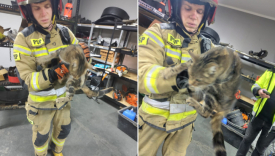 Strażacy z Gorzowa uratowali kota uwięzionego w kominie przy ul. Złotego Smoka 6.