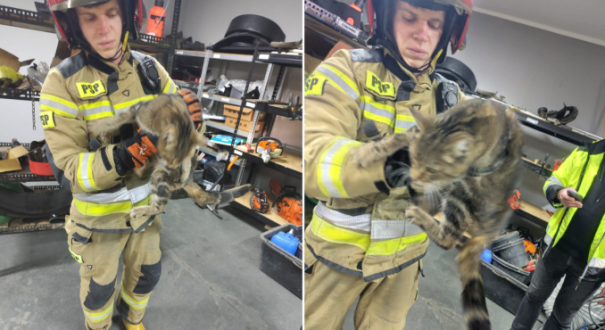 Strażacy z Gorzowa uratowali kota uwięzionego w kominie przy ul. Złotego Smoka 6.