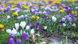 kwitnące krokusy w Gorzowie Park Wiosny Ludów przy stawie zdjęcia 2026 najpiękniejsze miejsca w Gorzowie wiosną krokusy w Gorzowie Park Róż 2026 