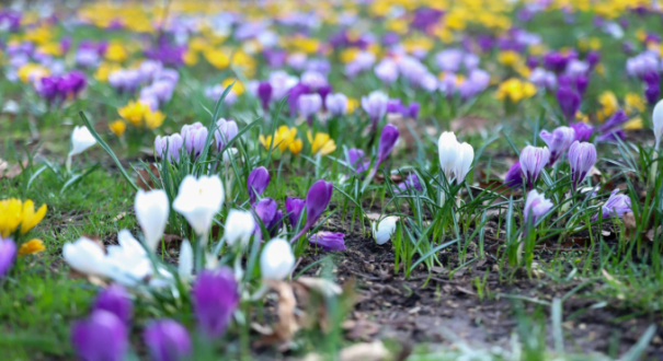 kwitnące krokusy w Gorzowie Park Wiosny Ludów przy stawie zdjęcia 2026 najpiękniejsze miejsca w Gorzowie wiosną krokusy w Gorzowie Park Róż 2026 
