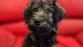 adopcja szczeniaka schronisko Azorki Gorzów 2026 Stowarzyszenie Pomocy Zwierzętom Azyl Gorzów piesek porzucony przy ulicy Kasprzaka szuka nowego domu