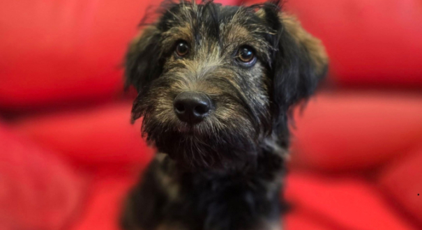 adopcja szczeniaka schronisko Azorki Gorzów 2026 Stowarzyszenie Pomocy Zwierzętom Azyl Gorzów piesek porzucony przy ulicy Kasprzaka szuka nowego domu