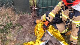 Ranna sarna leży na trawie po akcji strażaków przy działkach na ul. Półwiejskiej w Gorzowie