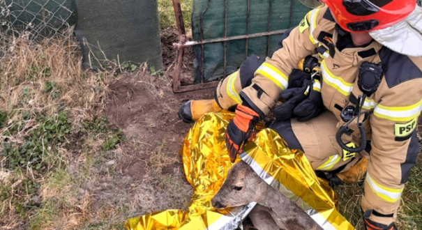 Ranna sarna leży na trawie po akcji strażaków przy działkach na ul. Półwiejskiej w Gorzowie