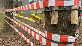 miejsce wypadku w parku Słowiańskim Gorzów lina rozciągnięta między dwoma drzewami na terenie parku linowego osiedle staszica w Gorzowie 2026