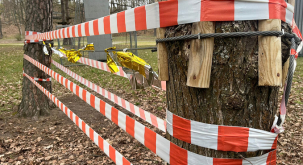 miejsce wypadku w parku Słowiańskim Gorzów lina rozciągnięta między dwoma drzewami na terenie parku linowego osiedle staszica w Gorzowie 2026