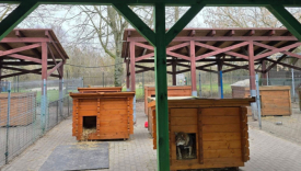 budowa ogrzewanego budynku schronisko Azorki Gorzów zima 2026 psy w schronisku Gorzów mróz w schronisku Azorki ogrzewana hala dla psów Gorzów