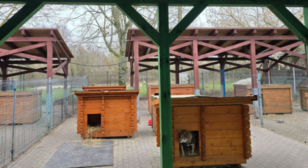 budowa ogrzewanego budynku schronisko Azorki Gorzów zima 2026 psy w schronisku Gorzów mróz w schronisku Azorki ogrzewana hala dla psów Gorzów