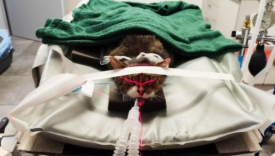 Kot Filemon z Gorzowa podczas badania tomografem komputerowym. Widoczna aparatura medyczna i lasery pozycjonujące w klinice weterynaryjnej. Fundacja Anaconda