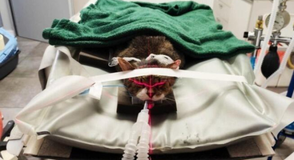 Kot Filemon z Gorzowa podczas badania tomografem komputerowym. Widoczna aparatura medyczna i lasery pozycjonujące w klinice weterynaryjnej. Fundacja Anaconda