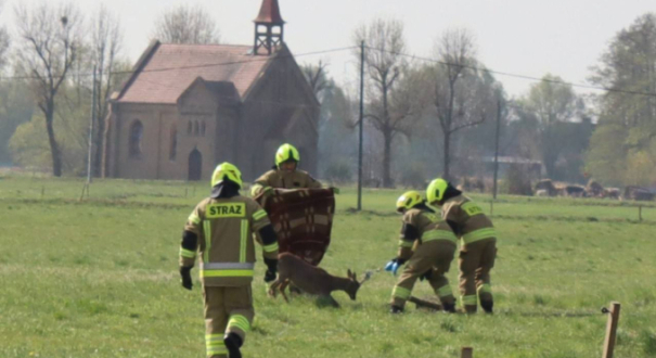 strażacy z OSP Lubczyno ratują jelonka uwięzionego w ogrodzeniu na polu w Jasińcu akcja straży pożarnej Gorzów ratowanie zwierząt w powiecie gorzowskim