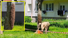 Rój pszczół na pniu drzewa ulica Reja Gorzów pszczelarz interwencja na osiedlu