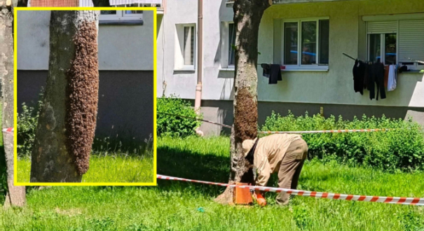 Rój pszczół na pniu drzewa ulica Reja Gorzów pszczelarz interwencja na osiedlu