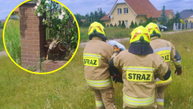 Akcja strażaków z OSP Krasowiec ratowanie koziołka w płocie Łagodziń Gorzów